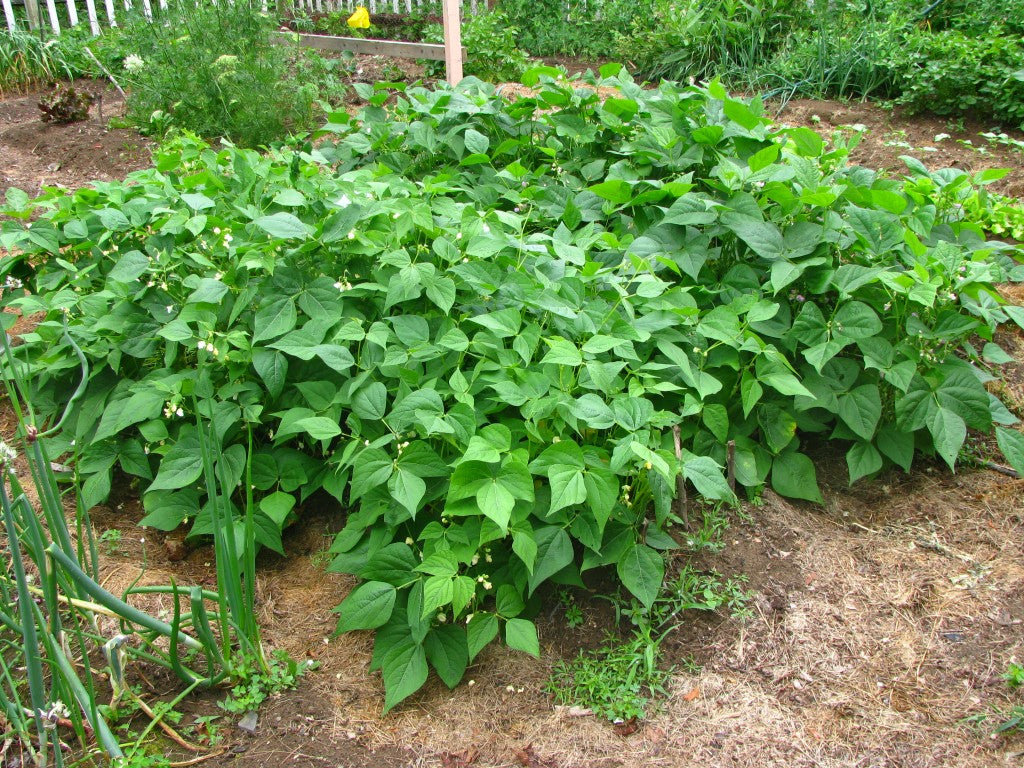 BUSH GREEN BEAN JADE – Frontier Seeds