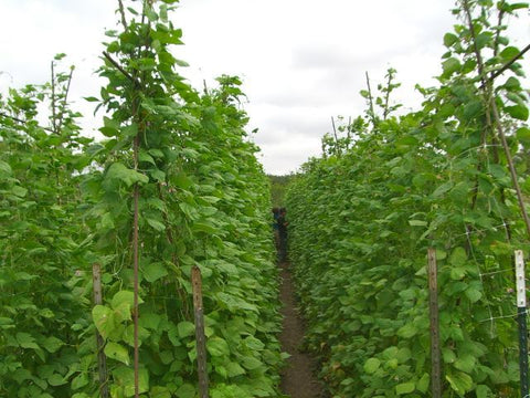 POLE GREEN BEANS