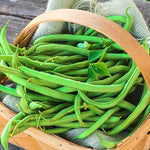 BUSH GREEN BEAN CONTENDER