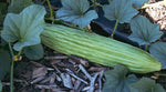 CUCUMBER ARMENIAN YARD LONG