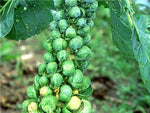 BRUSSLELL'S SPROUTS LONG ISLAND IMPROVED