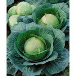 CABBAGE DANISH BALLHEAD