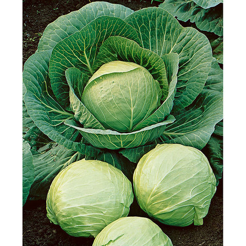 CABBAGE EARLY ROUND DUTCH