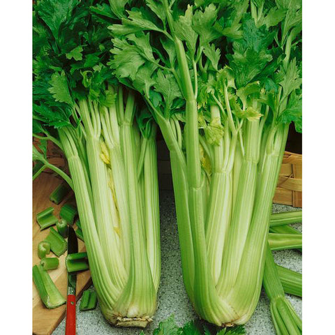 CELERY UTAH TALL 52-70