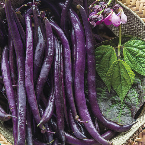 BUSH GREEN BEANS ROYALTY PURPLE POD ORGANIC