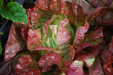 LETTUCE MERVEILLE DES QUATRES SAISONS