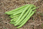 POLE BEAN BLUE LAKE FM1K