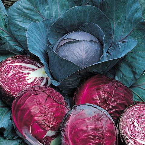 CABBAGE RED ACRE
