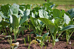 COLLARDS MORRIS HEADING