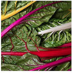 SWISS CHARD ORANGE