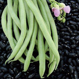 BUSH GREEN BEAN BLACK VALENTINE