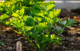 CELERY NAN LING CUTTING