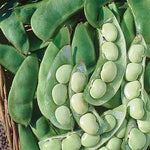 BUSH LIMA BEAN EARLY THOROGREEN