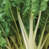 SWISS CHARD FORDHOOK GIANT