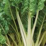 SWISS CHARD LUCULLUS