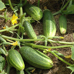 CUCUMBER WISCONSIN SMR 58