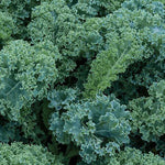 KALE DWARF BLUE CURLED SCOTCH