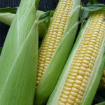 CORN 8-ROW GOLDEN BANTAM