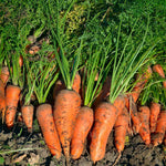 CARROT ROYAL CHANTENAY