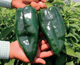 PEPPER POBLANO