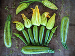 SUMMER SQUASH CASERTA ZUCCHINI