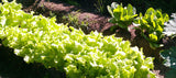 LEAF LETTUCE BLACK SEEDED SIMPSON