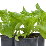 LEAF LETTUCE BLACK SEEDED SIMPSON