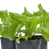 LEAF LETTUCE BLACK SEEDED SIMPSON