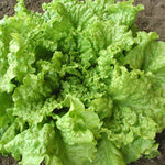 LEAF LETTUCE BLACK SEEDED SIMPSON