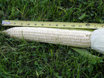 CORN BOONE COUNTY WHITE