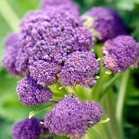 BROCCOLI EARLY PURPLE