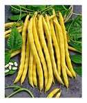 BUSH GREEN BEAN TOP NOTCH GOLDEN WAX