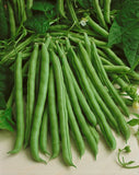 POLE GREEN BEAN KENTUCKY BLUE