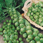 BRUSSEL'S SPROUTS  CATSKILL