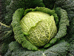 CABBAGE SAVOY PERFECTION