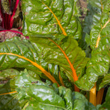 SWISS CHARD ORANGE