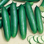 CUCUMBER BEIT ALPHA CMR/MMR