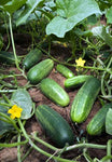 CUCUMBER WISCONSIN SMR 58