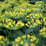 HERB BOUQUET DILL