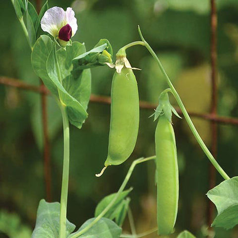 PEA DWARF SUGAR GREY SNOW PEA