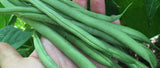 BUSH GREEN BEAN TENDERGREEN