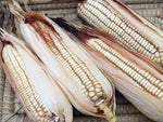 CORN EUREKA WHITE DENT