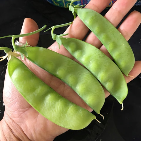 PEA OREGON GIANT SNOW PEA