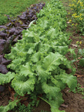 MUSTARD GREENS GREENWAVE