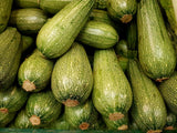 SUMMER SQUASH GREY ZUCCHINI