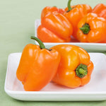 PEPPER SWEET HORIZON ORANGE