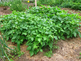 BUSH GREEN BEAN HARVESTER