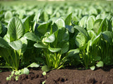 MUSTARD GREENS (KOMATSUNA) SPINACH TENDERGREEN