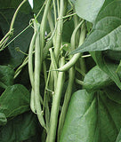 POLE GREEN BEAN KENTUCKY BLUE