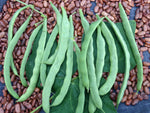 POLE BEAN GREEN KENTUCKY WONDER BROWN